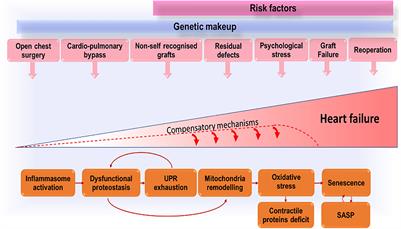 Accelerated Cardiac Aging in Patients With Congenital Heart Disease